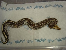 Female Marble