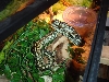 jungle/coastal carpet