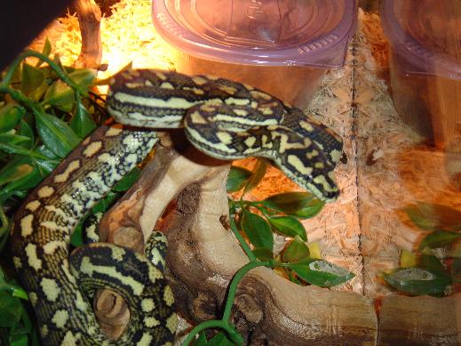 fresh shed