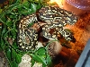 another after shed pic