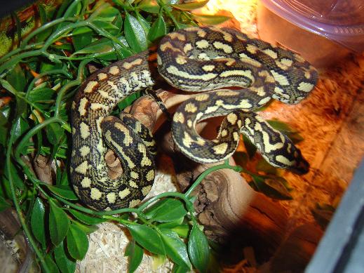 another after shed pic