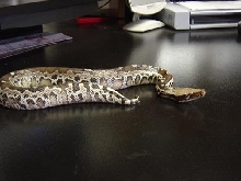 female black