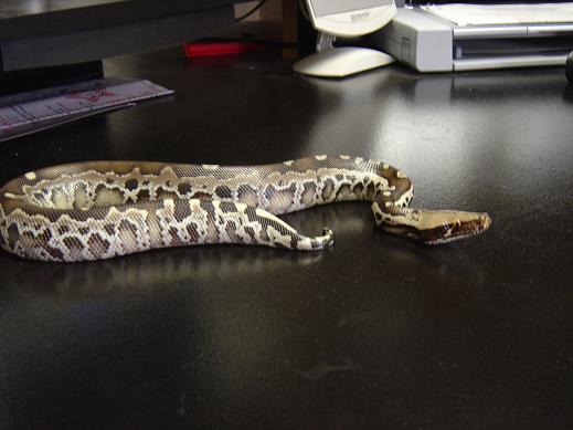 female black