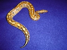 Het albino