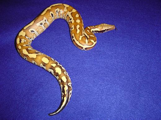 Het albino