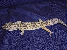 my normal leopard