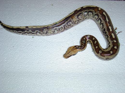 Marble borneo