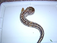 Marble female borneo stp