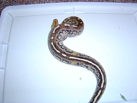 Marble female borneo stp