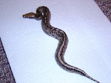 Male Marbled borneo