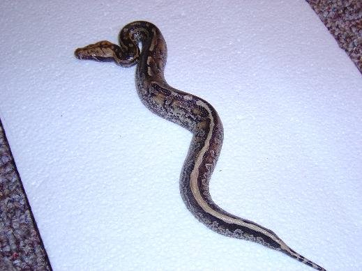 Male Marbled borneo