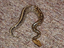 Marble male borneo stp