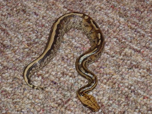 Marble male borneo stp