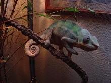 panther cham