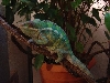 Neptune pic2