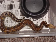 Male Sarawak