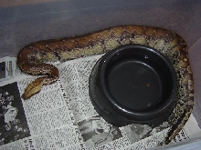 Female Sarawak