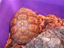 new turtle