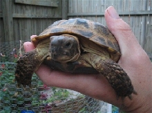 new tort