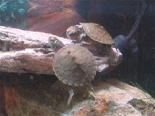 False Map turtles