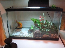Fire belly toad tank