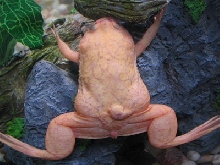 lump