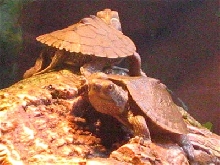 map turtles