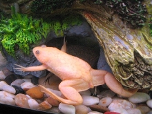 African Clawed Frog