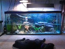 my 55g map turtle tank, for now.