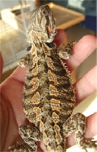Sydney 11 wks old and 46 grams