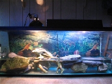 My 55 gal Mud turtle tank