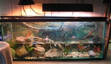 My turtle tank