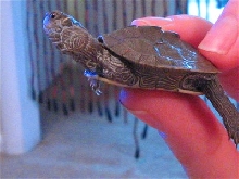 map turtle1
