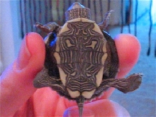 underside