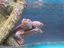 taking a little swim