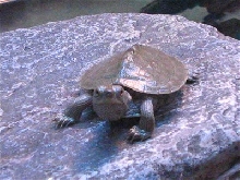map turtle
