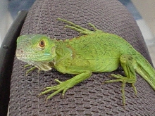 Bodi on 20 Dec. 2003...A little over a month old