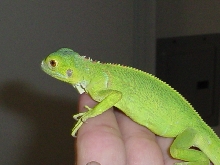 Bodi...Jan 15 2004...almost a month later