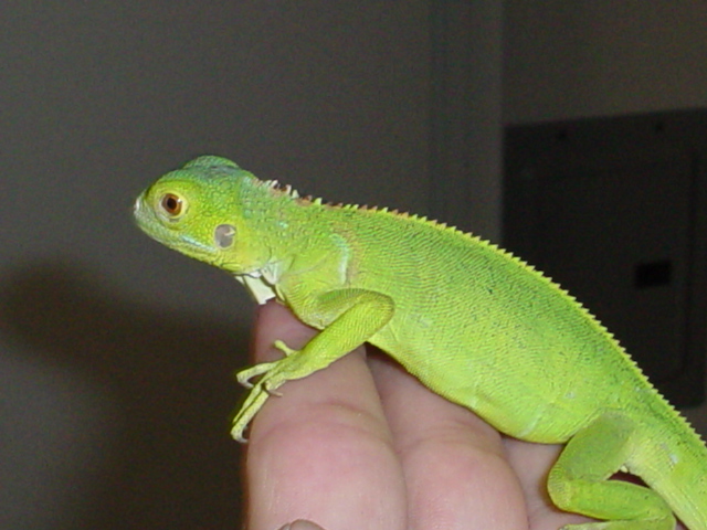 Bodi...Jan 15 2004...almost a month later