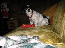 my toy dangnabbit