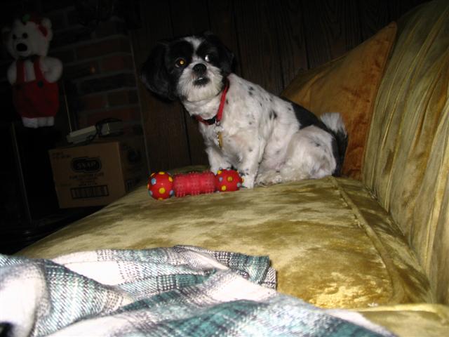 my toy dangnabbit
