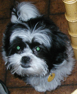 after 1st grooming