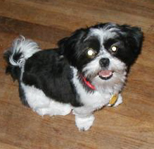 Summer haircut