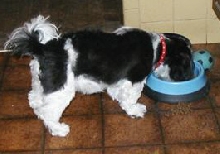 Kimba clipped down