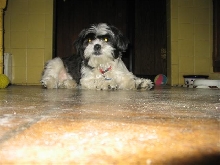 Kimba grew up!