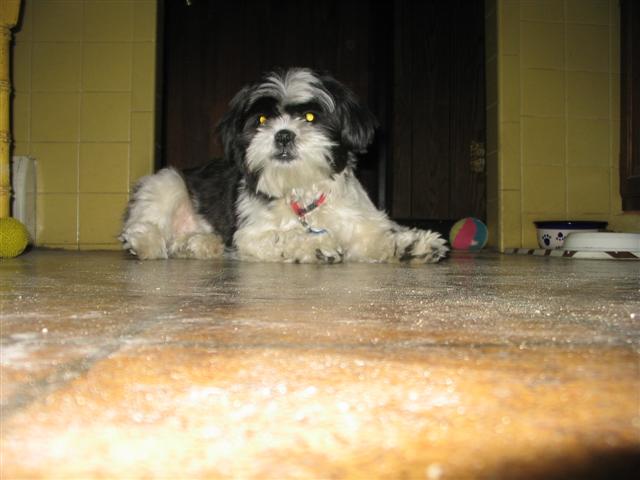 Kimba grew up!