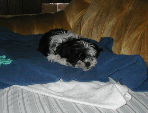 looking innocent....