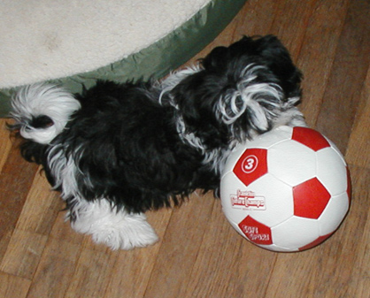 me no like puppy toys