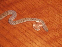 6 month old ant hill python (A. perthensis)