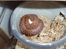 Anthill python on eggs